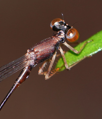 Protosticta versicolor