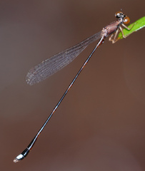 Protosticta versicolor