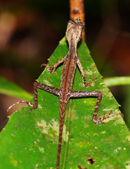Aphaniotis ornata