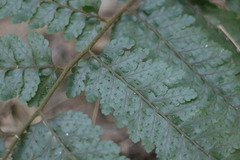 Microlepia