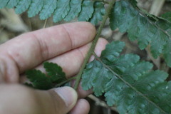Microlepia