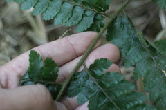 Microlepia