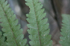 Microlepia