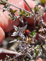 Thymus mastichina