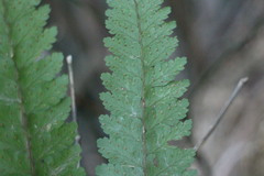 Microlepia