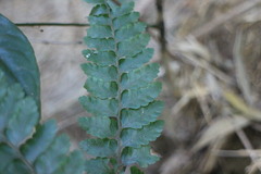 Microlepia