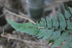 Microlepia