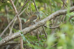 Attila spadiceus