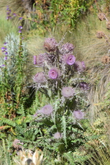 Cirsium nivale
