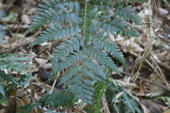 Dryopteris polita