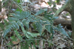 Dryopteris polita