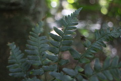 Dryopteris polita