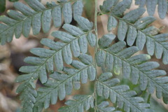 Dryopteris polita