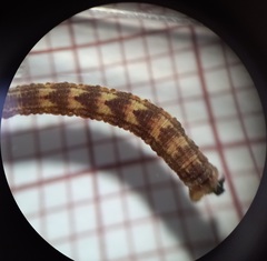 Gymnoscelis rufifasciata