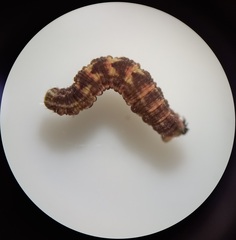 Gymnoscelis rufifasciata