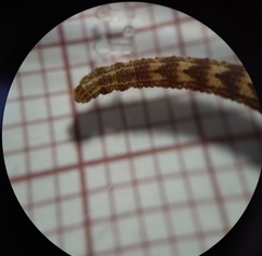 Gymnoscelis rufifasciata