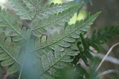 Dryopteris polita
