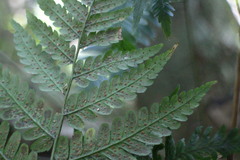 Dryopteris polita