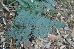 Dryopteris polita