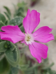 Silene littorea