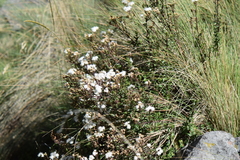 Oxylobus arbutifolius