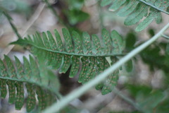 Dryopteris polita