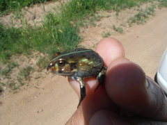 Pyxicephalus adspersus