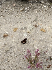 Aeropetes tulbaghia