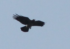 Corvus cornix
