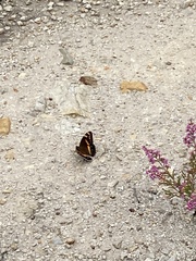 Aeropetes tulbaghia