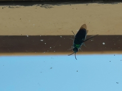 Chrysis lincea