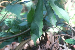 Aucuba chinensis