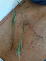 Andropogon bicornis