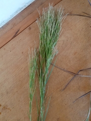Andropogon bicornis
