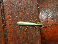 Miomantis caffra
