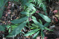 Aucuba chinensis