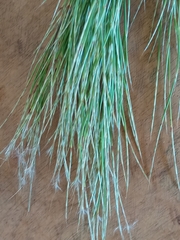 Andropogon bicornis