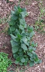 Urtica urens