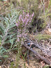 Erica uberiflora
