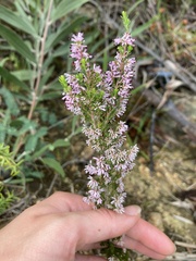 Erica uberiflora