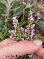 Erica uberiflora