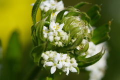 Galium cassium