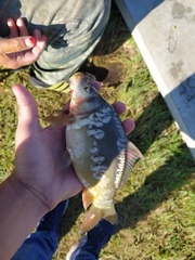 Cyprinus carpio carpio