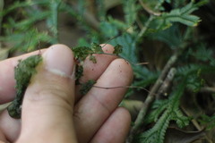 Hymenophyllum badium