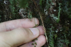 Hymenophyllum badium