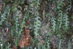Hymenophyllum badium