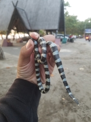 Laticauda laticaudata