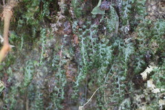 Hymenophyllum badium