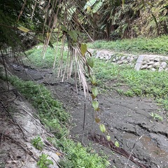 Cissus pteroclada