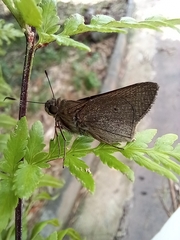 Mucia zygia